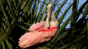 Florida – Lo Stato Del Sole