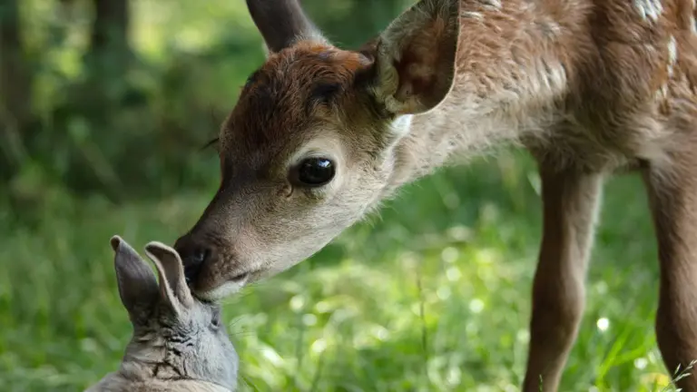 Bambi - Una vita nei boschi
