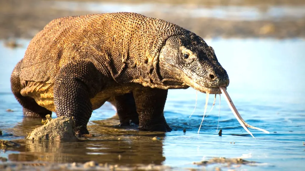 Planet Earth III – Le meraviglie della..