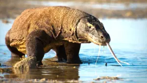 Planet Earth III – Le meraviglie della..
