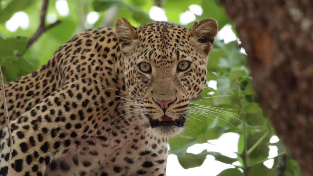 Accampamenti in Zambia