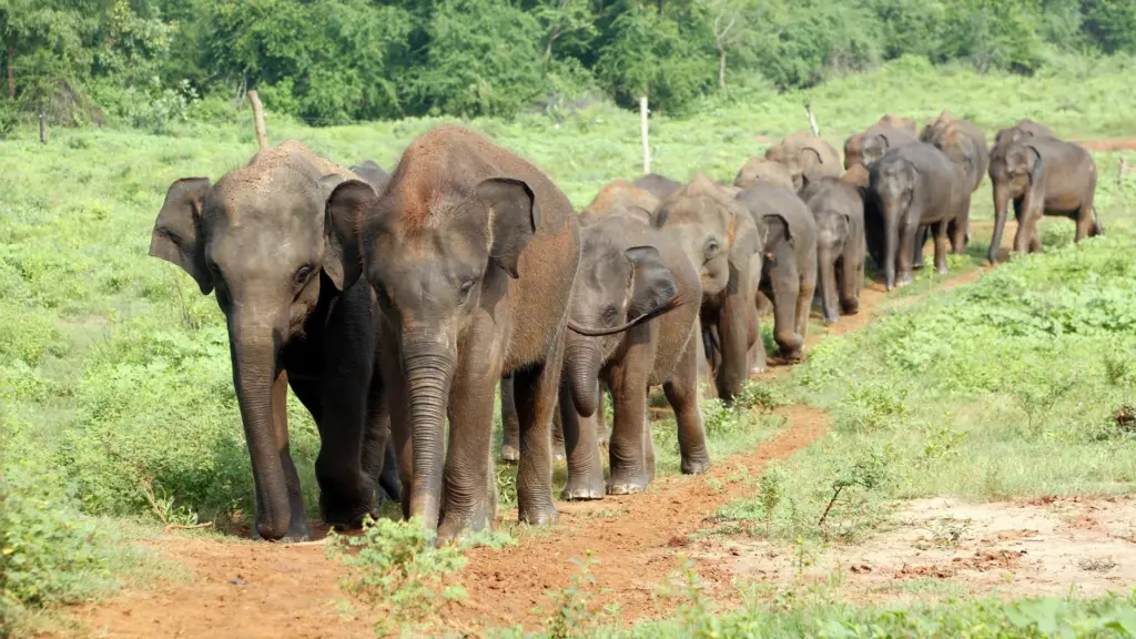 Sri Lanka: L’isola degli elefanti