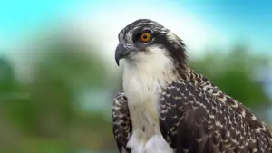 Falco pescatore – Il rapace dei mari