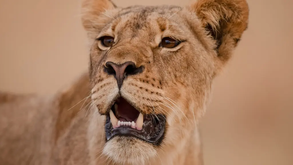 I gladiatori della natura