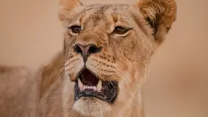 I gladiatori della natura