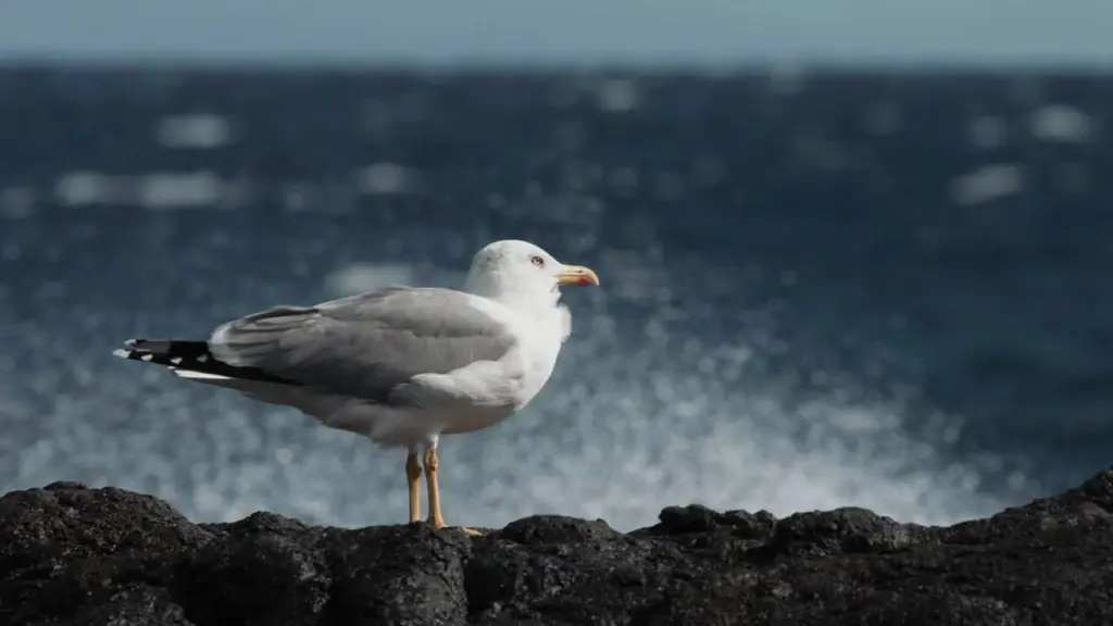 Chinijo – Le isole degli uccelli