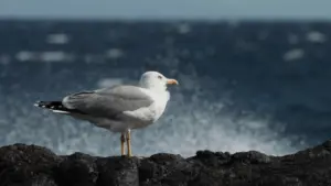 Chinijo – Le isole degli uccelli