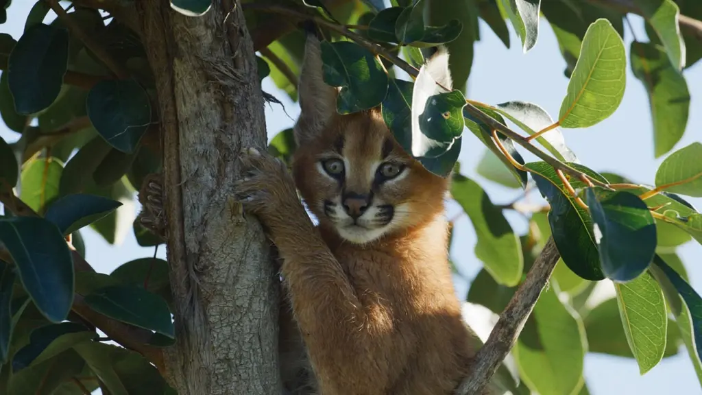 I caracal – Nottambuli e solitari