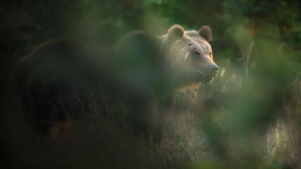 Il Marsicano – L’ultimo orso