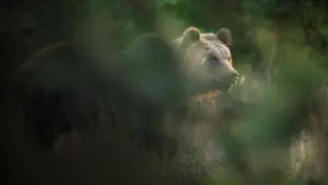 Il Marsicano – L’ultimo orso
