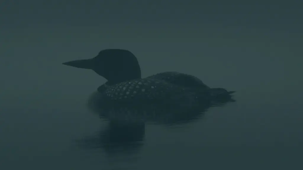 Canada selvaggio – Un canto dalla nebbia
