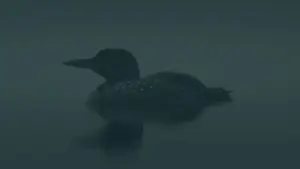 Canada selvaggio – Un canto dalla nebbia