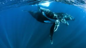 Ningaloo – Meraviglie sottomarine…