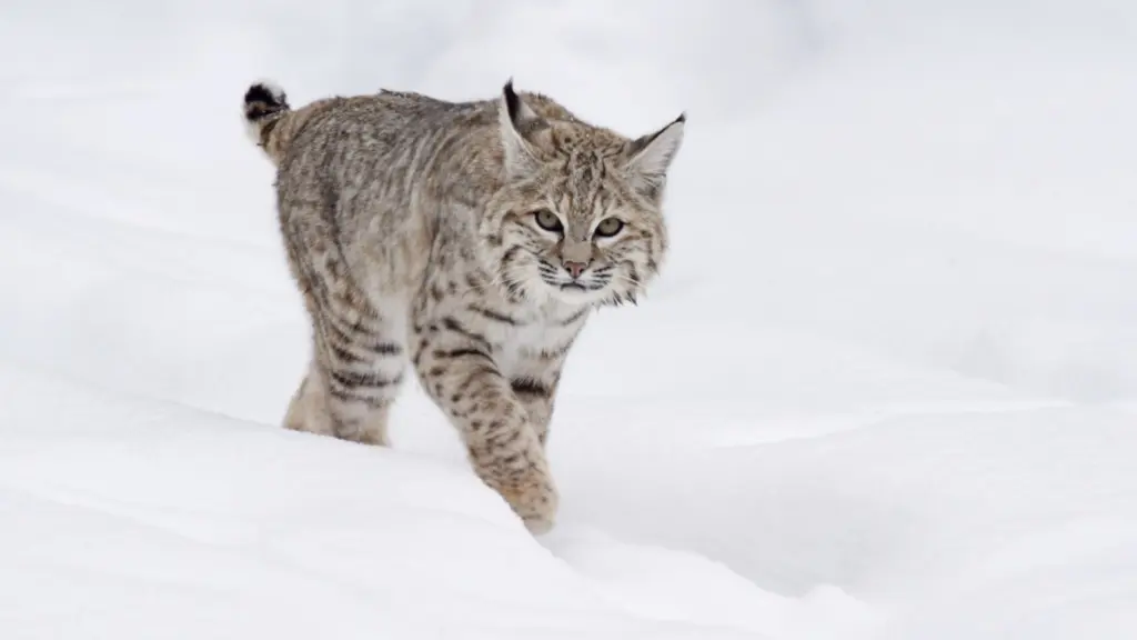 Le meraviglie del parco di Yellowstone