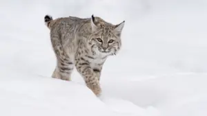 Le meraviglie del parco di Yellowstone
