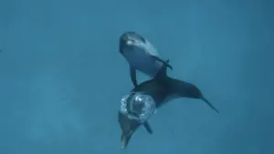 Straordinari Comportamenti Animali