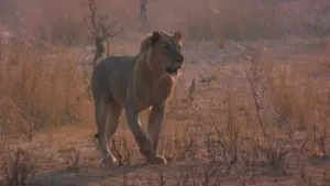 Big Cat Country