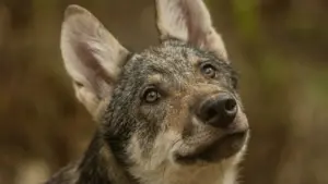Predatori Dei Carpazi