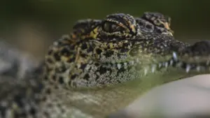 Cuba: meraviglie della natura