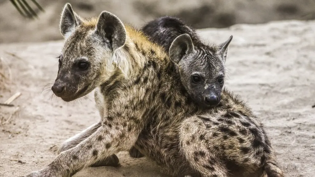 Viva i brutti! – La bellezza nascosta degli animali