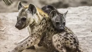 Viva i brutti! – La bellezza nascosta degli animali