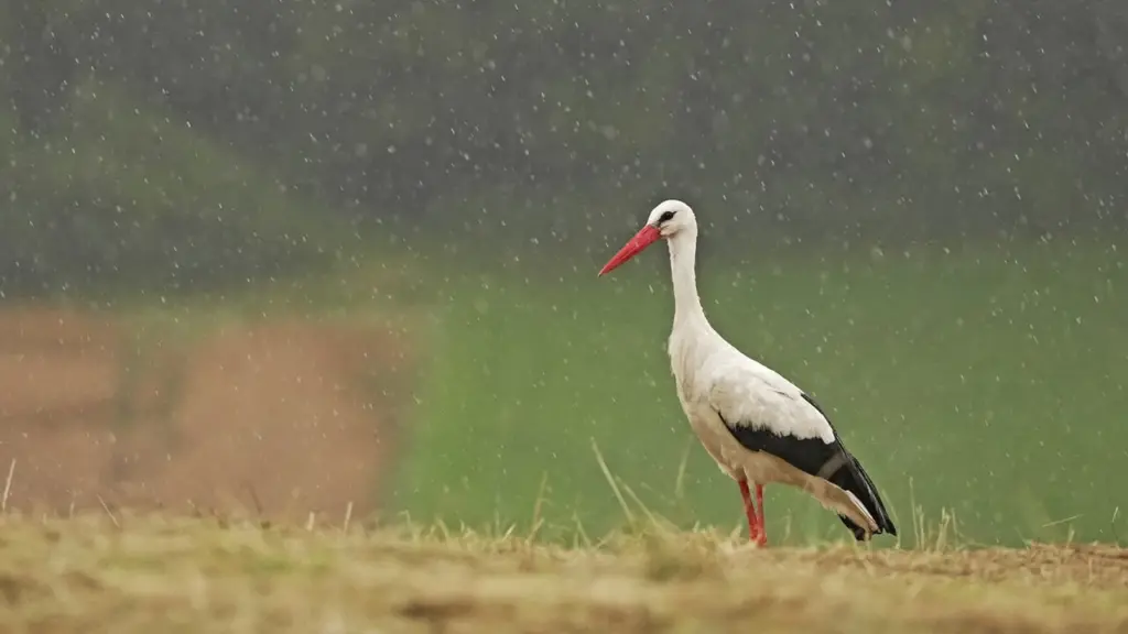 Animali nella tempesta