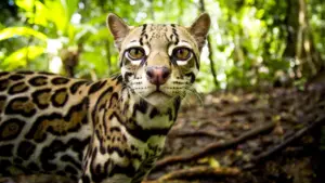 Big Cats: Brivido felino