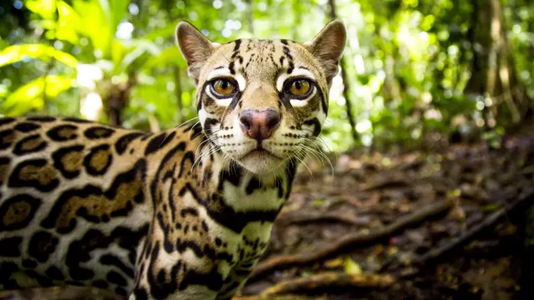 Big Cats: Brivido felino