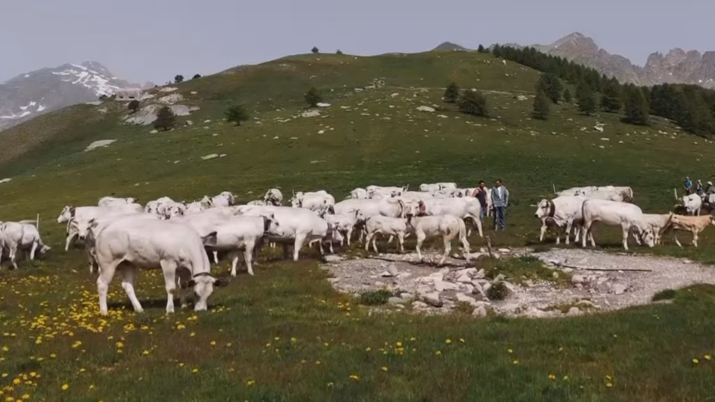 Transumanza. Il ritorno a casa