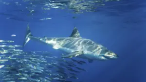 Le meraviglie dell’oceano – Le meraviglie dell’oceano – Preda o predatore