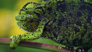 Sotto copertura – Come gli animali si riparano