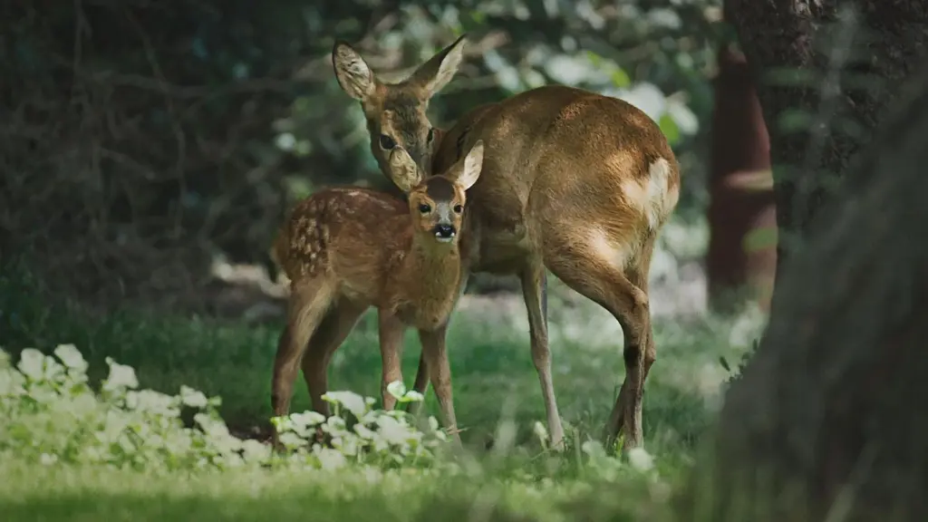 Le meraviglie della Danimarca – Le meraviglie della Danimarca – La foresta