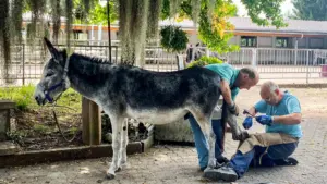 I paladini degli animali – Quinto episodio