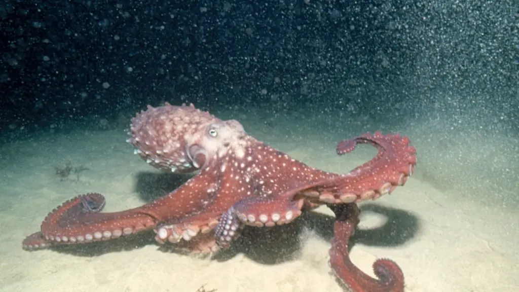 La vita segreta degli oceani