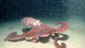 La vita segreta degli oceani