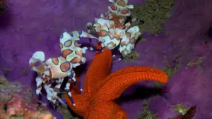 Meraviglie sottomarine d’Africa