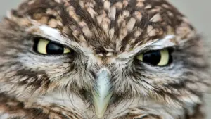 Natural World: Gufi, gli eroi della notte
