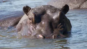 Ippopotami – I Giganti Del Fiume Africano
