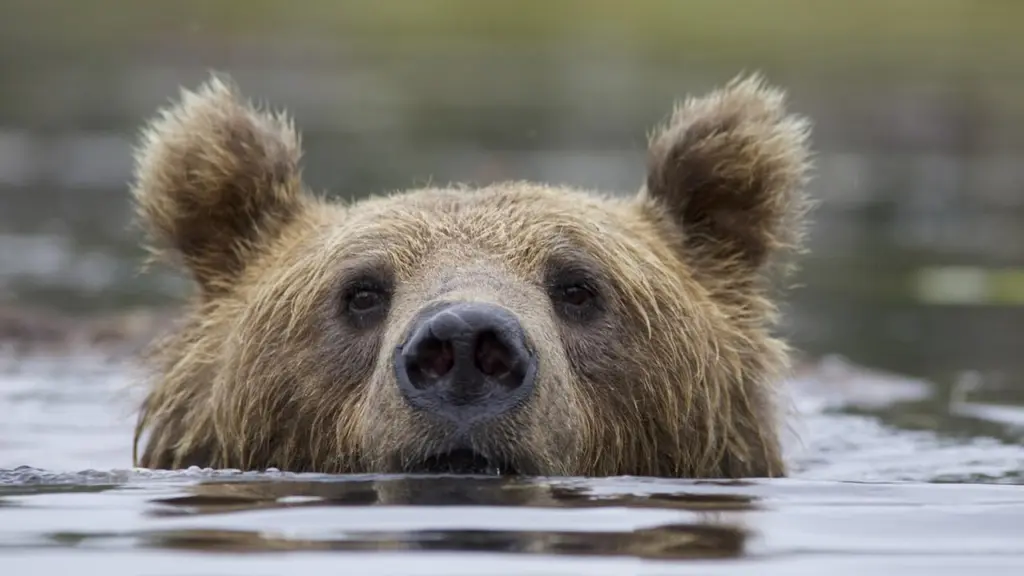 La natura insegna: le reti di relazioni