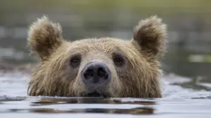 La natura insegna: le reti di relazioni