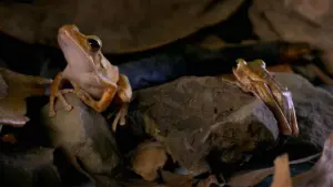 La natura piu’ pazza del mondo