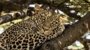Masai Mara: il cerchio della..