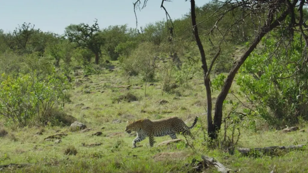 Masai Mara: il cerchio della vita