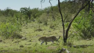 Masai Mara: il cerchio della vita