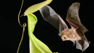 Borneo