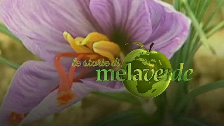 Melaverde - le storie (domenica)