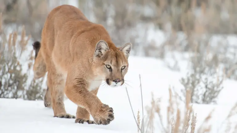 Destination Wild: Yellowstone