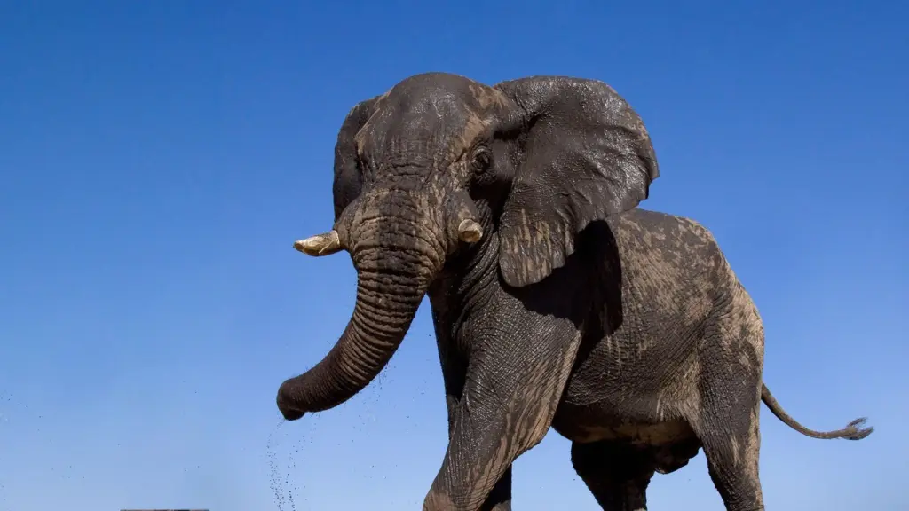 Gli animali più grandi del pianeta
