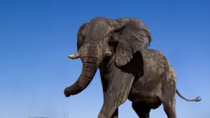 Gli animali più grandi del pianeta