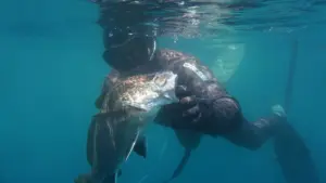 L’abc della pesca in apnea